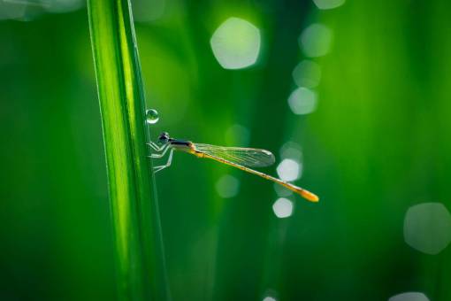alas libélula alas naturaleza insecto hoja verde al aire libre