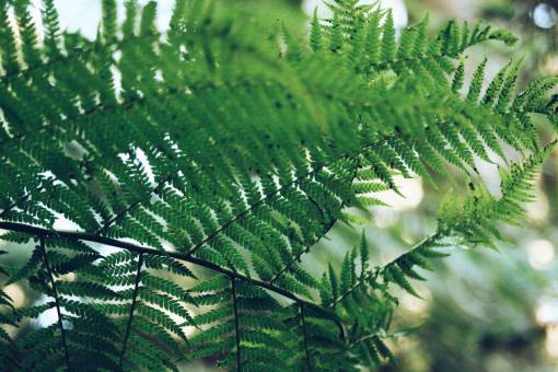 helecho helecho verde hoja planta naturaleza