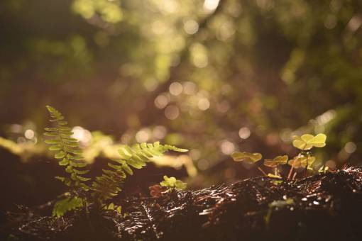 suelo helecho verde hoja planta suelo bokeh desenfoque