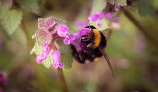 petalo flor florecer pétalo naturaleza planta difuminar abeja