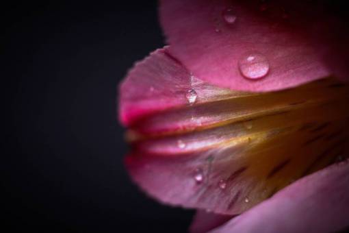 dew flower  drops  wet  macro  spring  petals  bloom