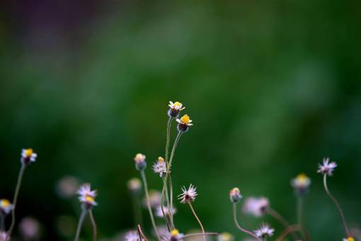 photographer-sunset flower  nature  plant  outdoor  garden  blur
