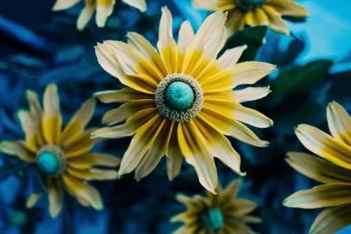 petalo flor pétalo florecer naturaleza planta azul desenfoque
