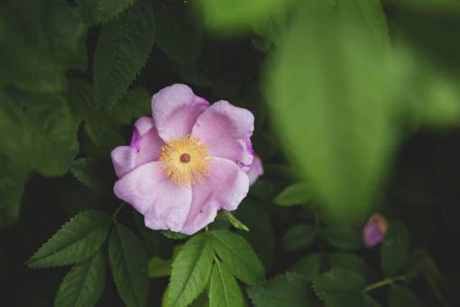 aire fresco flor rosa cerrar jardín floral flor fresca