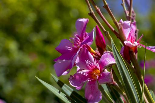 creta flor rosa naturaleza Creta Grecia hermoso jardín