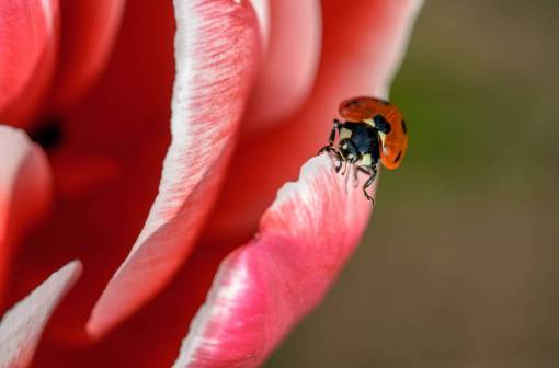 falla flor rojo pétalo florecer jardín planta naturaleza