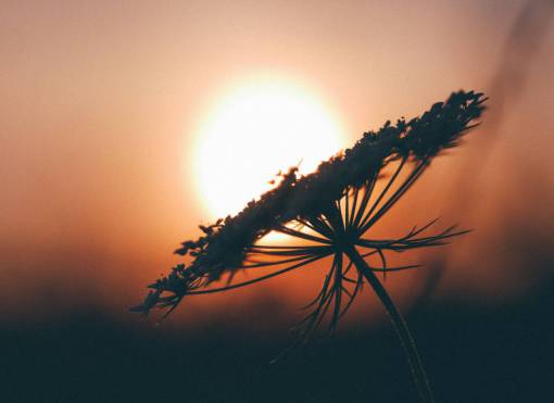 shadow flower  silhouette  shadow  sunset  dusk  nature
