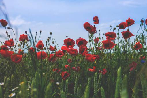 stalks flowers  nature  blossoms  branches  bed  field  stems