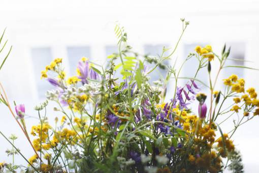 stalks flowers  nature  blossoms  branches  stems  stalk  assorted