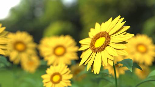 stalks flowers  nature  blossoms  branches  stems  stalk  yellow