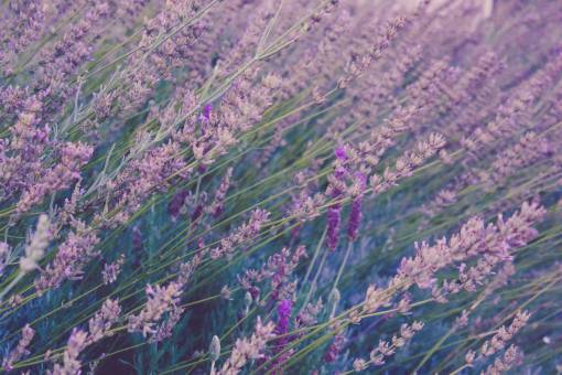 stalks flowers  nature  blossoms  field  bed  purple  stems