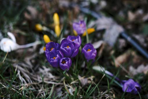 stems flowers  nature  blossoms  petals  leaves  stems  violet