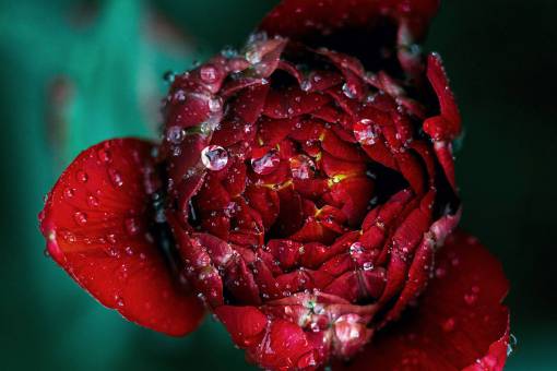droplets flowers  nature  blossoms  rose  petals  water  droplets