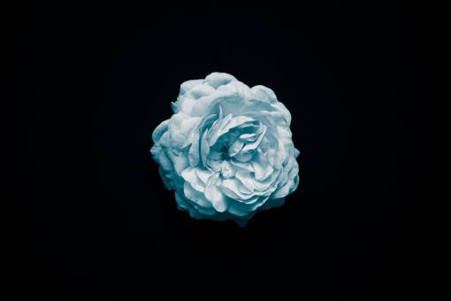 todo flores naturaleza flores rosas pétalos blancos todavía