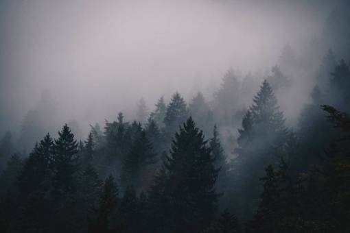 niebla niebla frio árboles pinos montaña paisaje cielo
