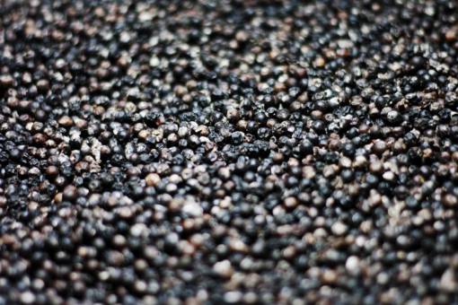 corn food  spice  pepper  corns  still  bokeh
