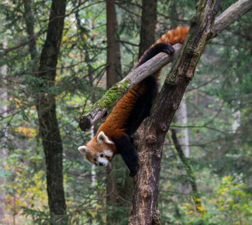 fauna silvestre zorro perro animal fauna silvestre bosque bosque verde