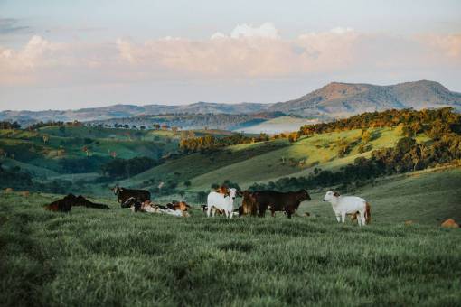 manana cabras hermosa ladera paisaje escénico animales granja