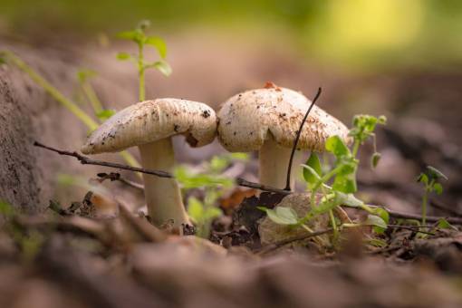 mushroom grass  outdoor  blur  mushroom  food  fungus
