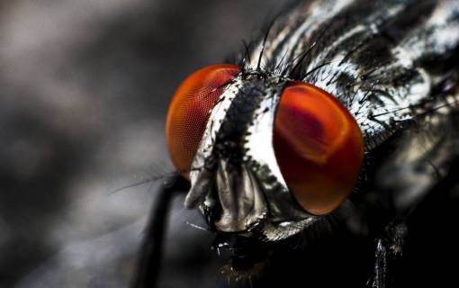 mosca mosca insecto de ojos rojos grises
