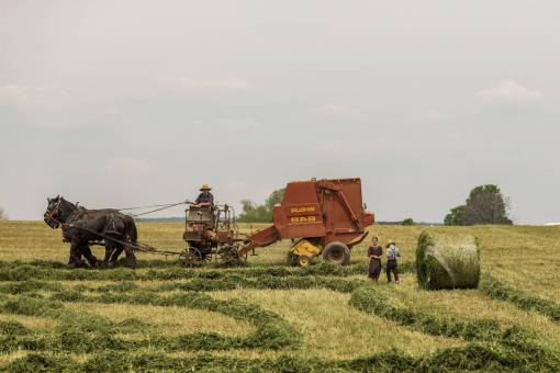 cropped green  grass  field  farm  agriculture  crops  people