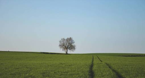 hierba verde campo de hierba verde árbol naturaleza paisaje rural