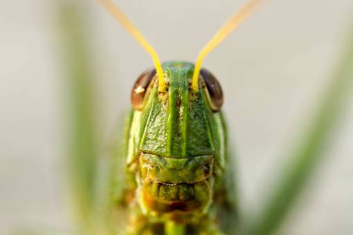 salta insecto saltamontes verde hierba al aire libre desenfoque