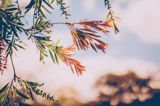 green  leaf  plant  nature  blur  bokeh  outdoor
