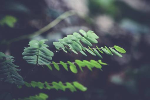 green  leaf  plant  nature  blur  outdoor
