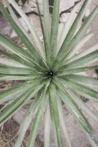 thorn green  leaf  plant  nature  outdoor  thorn
