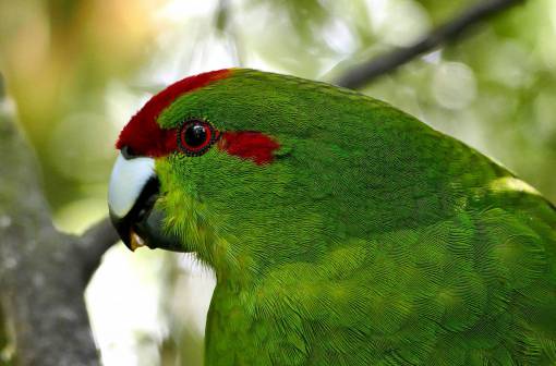 selva loro verde de cerca pájaro tropical fauna animal
