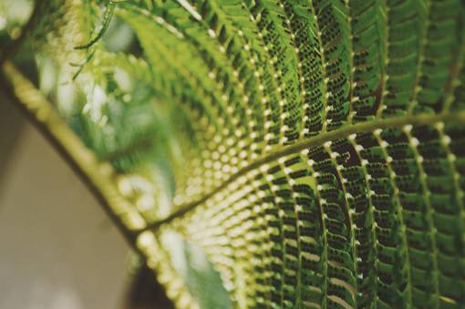 desenfoque verde, planta, naturaleza, bokeh, desenfoque