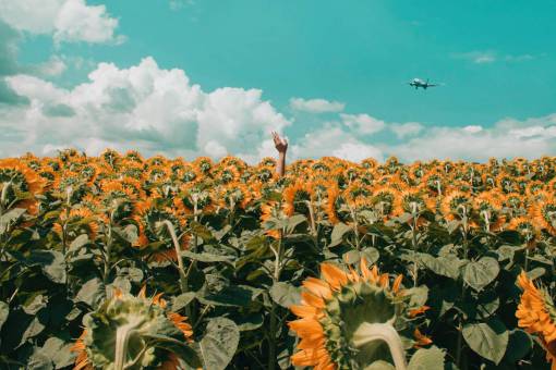 avion mano campo de girasol verano cielo azul nubes flor