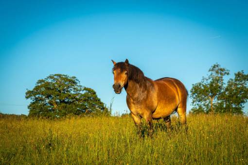 hora dorada caballo pasto soleado animal campo granja equino