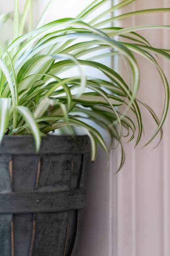 detalle planta de la casa decoración interior plantador verde plantlife