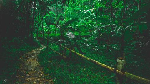 trail jungle  trail  summer  travel  vacation  holiday  plants