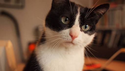 kitten kat  kitten  face  whiskers  pet  animal
