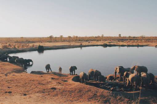 daylight lake  water  animal  wildlife  elephant  nature  outdoor