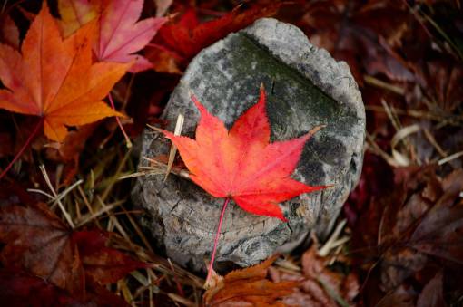 falla hojas caen otoño al aire libre rocas hierba naturaleza