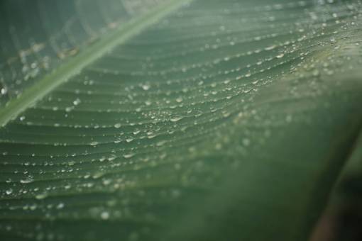 lluvia deja venas verdes agua gota de lluvia