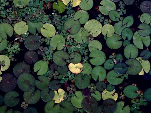 pond lily pads  green  water  pond  nature
