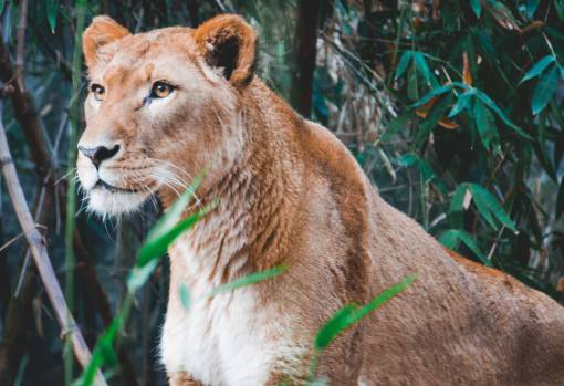 bamboo lion  animal  zoo  forest  wildlife  green  leaf