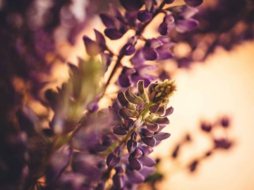 lupine lupine  purple  plants  garden  nature
