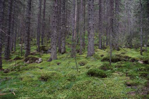 lush lush  forest  trees  nature  outdoors  hiking  explore