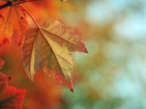 maple maple leaf  leaves  trees  branches  fall  autumn  nature
