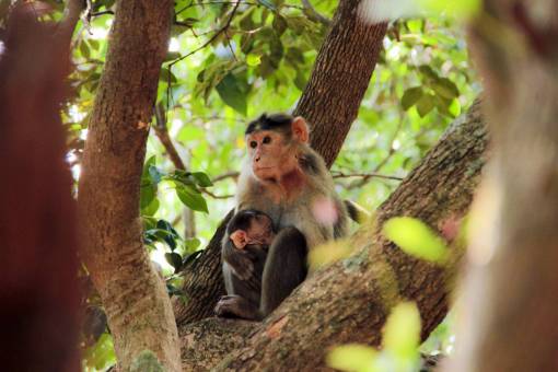 monk monkey  animal  pet  wildlife  tree  plant  nature