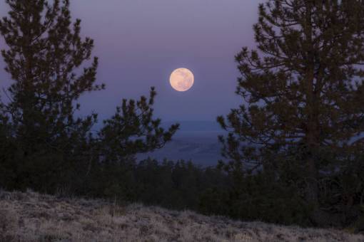 planeta luna ramas de árboles resplandor cielo naturaleza al aire libre