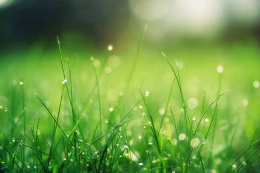 manana rocío de la mañana grss verde naturaleza agua mojado