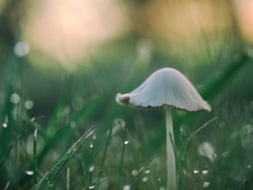mushroom mushroom  grass  plant  field  nature  green  bokeh