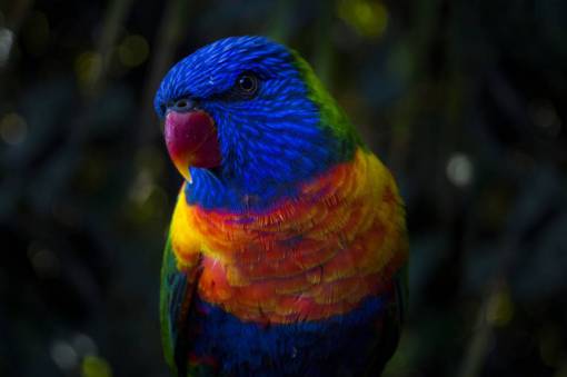 rainbow-flag nature  animals  parrot  rainbow  colors  bird
